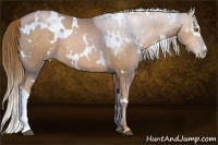 Horse Color:White Spotted Liver Chestnut Pearl 