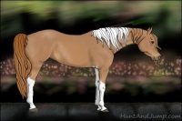 Horse Color:Chestnut Tobiano Rabicano