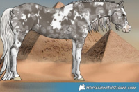 Horse Color:White Spotted Silver Black Ice Splash 