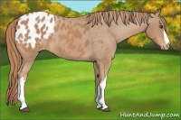 Horse Color:Chestnut Appaloosa