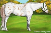 Horse Color:White Spotted Bay Dun Appaloosa 