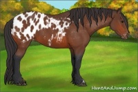 Horse Color:Bay Appaloosa