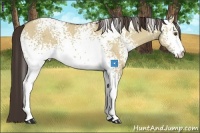 Horse Color:White Spotted Classic Champagne Dun 
