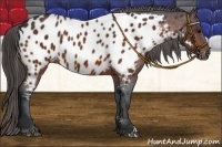 Horse Color:Bay Appaloosa