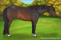 Horse Color:Brown 
