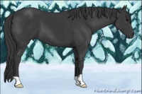 Horse Color:Smoky Black
