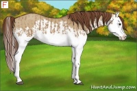 Horse Color:Red Dun Splash  and Red Dun Splash 
