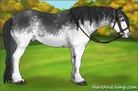 Horse Color:White Spotted Black 