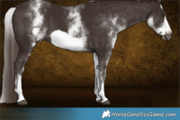 Horse Color:White Spotted Liver Chestnut Frame 