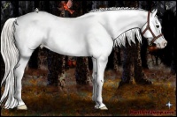 Horse Color:Silver Brown Appaloosa  Brindle