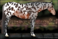 Horse Color:Brown Appaloosa 