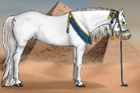 Horse Color:White Spotted Chocolate Palomino Frame Rabicano