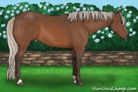 Horse Color:Silver Bay Sabino 