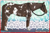 Horse Color:White Spotted Liver Chestnut