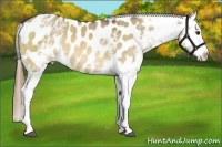Horse Color:White Spotted Buckskin Dun Near Leopard 
