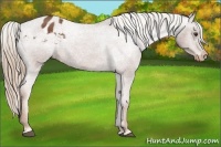 Horse Color:Chestnut Appaloosa 