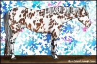 Horse Color:White Spotted Bay Appaloosa