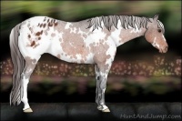 Horse Color:White Spotted Bay Varnish Rabicano 