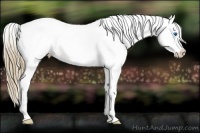 Horse Color:Chestnut Splash Appaloosa