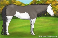 Horse Color:Smoky Grullo Splash 