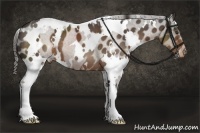 Horse Color:White Spotted Liver Chestnut Appaloosa