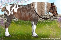 Horse Color:Liver Chestnut Tobiano Appaloosa
