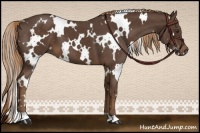 Horse Color:White Spotted Liver Chestnut 