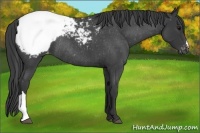 Horse Color:Blue Roan Appaloosa Rabicano