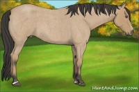 Horse Color:Buckskin Roan Sabino