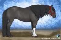 Horse Color:Black Rabicano 