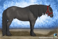 Horse Color:Black 
