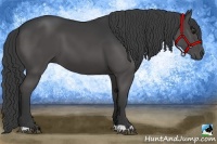 Horse Color:Black 