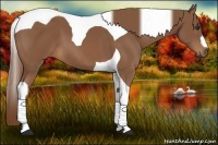 Horse Color:Chestnut Tobiano