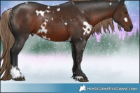 Horse Color:White Spotted Liver Chestnut Sabino Rabicano