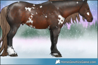 Horse Color:White Spotted Liver Chestnut Sabino Rabicano