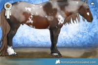 Horse Color:White Spotted Liver Chestnut Sabino Rabicano