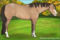 Horse Color:Amber Champagne Sabino 