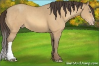 Horse Color:Amber Cream Champagne