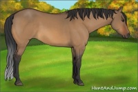 Horse Color:Bay Dun Rabicano 