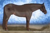 Horse Color:Liver Chestnut 