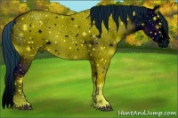Horse Color:ERROR: UNKNOWN ANOMALY