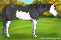 Horse Color:Smoky Black Splash
