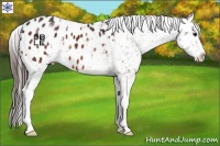 Horse Color:White Spotted Bay Appaloosa 