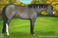 Horse Color:Grullo