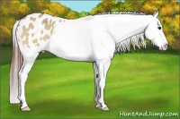 Horse Color:Bay Dun Appaloosa 