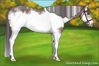Horse Color:White Spotted Brown Sabino Splash Frame Varnish