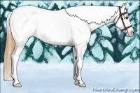 Horse Color:White Spotted Buckskin Tobiano Appaloosa Rabicano