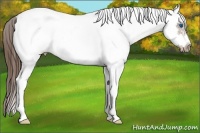 Horse Color:White Spotted Bay Splash Frame Appaloosa