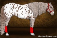 Horse Color:Chestnut Frame Appaloosa Rabicano 