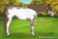 Horse Color:Liver Chestnut Splash Frame